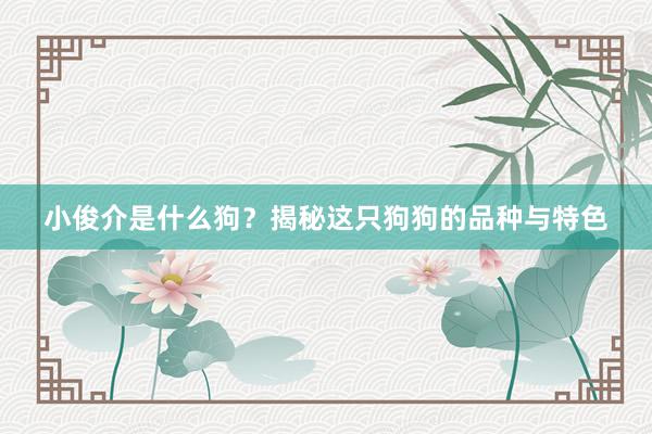 小俊介是什么狗？揭秘这只狗狗的品种与特色